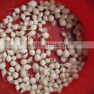 Industrial Commercial Garlic / Shallot Peeler Peeling Machine With Stainles Steel & CE Approved Garlic Skinner thumbnail-6