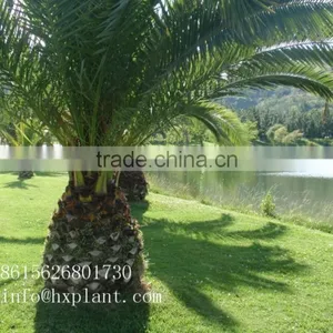 Artificial Cycas Revoluta Sago Cycas for Jurassic Period Dinosaur Hall thumbnail-3