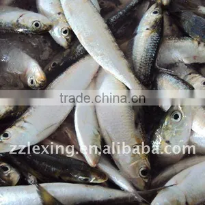 Frozen Whole Round Sardine for Bait thumbnail-2