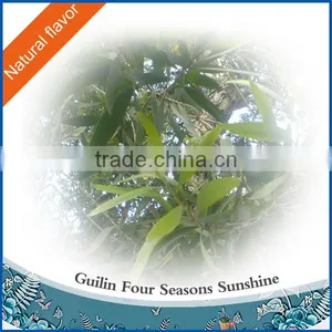 100% Natural Eucalyptus Oil-Globulus thumbnail-1