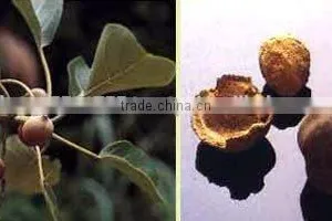Terminalia Chebula thumbnail-3