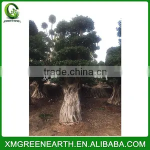 Ficus Microcarpa Multiroots 2.5m thumbnail-1