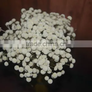 Buckle Flower thumbnail-2