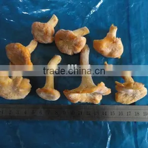 Frozen Style Chinese Chantarelle Mushroom thumbnail-1