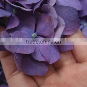 Elegant in Smell Top Sell Indoor Decoration Flower of Hydrangea thumbnail-3
