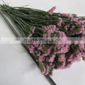 Elegant in Smell New Coming Myosotis Flower for Home Decorations thumbnail-4