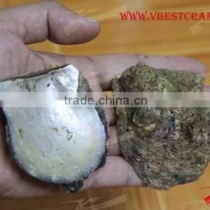 Shell Button thumbnail-2