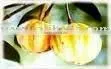Garcinia Cambogia thumbnail-1