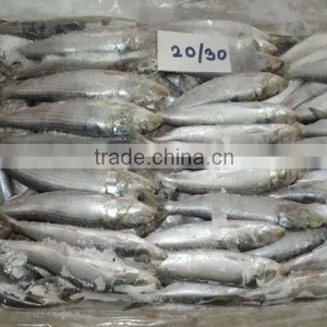 FROZEN SARDINE WHOLE ROUND thumbnail-6