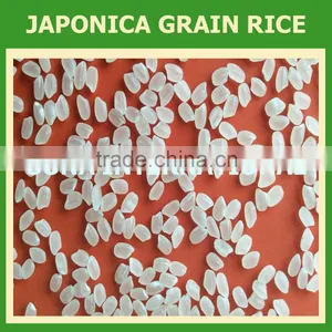 BEST JAPONICA ROUND RICE <5% BOKEN> - CHEAPEST PRICE_HIGH QUALITY - CURRENT RICE thumbnail-1
