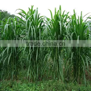 Fodder Grass Seeds Pennisetum Hydridum Grass Seeds for Growing-Hot Sale thumbnail-1