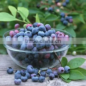 High Quality European Bilberry Extract thumbnail-4