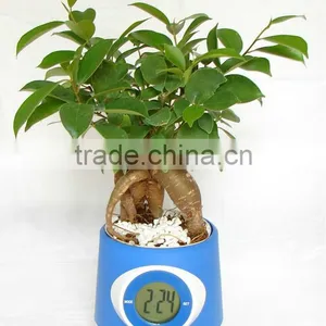 Potted in Clock Pots Indoor Mini Ficus Bonsai/ Plants thumbnail-1