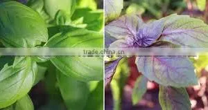 100% Natural & Pure Basil Oil / India's No. 1 Basil Oil / Basil Essential Oil thumbnail-3
