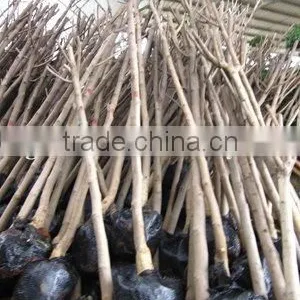 Magnolia Soulangeana Outdoor Project Plants thumbnail-1
