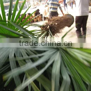 Trachycarpus Fortunei Windmill Palms Good Leaves thumbnail-1