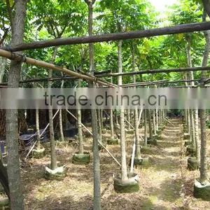 Spathodea Campanulata Nursery thumbnail-3