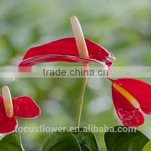 High Quanlity Anthurium Cut Flowers for Valentine's Day thumbnail-1