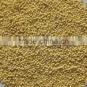 Hulled Broomcorn Millet (yellow Millet ) With the Best Price thumbnail-1