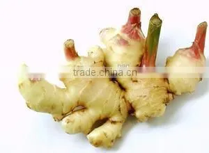 New Crop Pickled Ginger With Competitive Export Price thumbnail-1