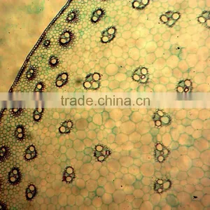 Microslide Zea Mays,Indonesia Microscope Glass Slide thumbnail-1