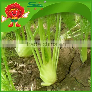FRESH FENNEL thumbnail-1