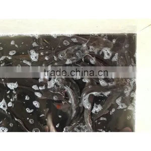 Frozen Catfish for Bulk Catfish Fillet thumbnail-1