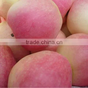 Gala Apple New Crop thumbnail-1