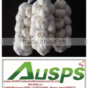 China Fresh Yellow Holland Potato thumbnail-4