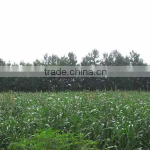 Chinese High Yield Forage Pennisetum of America Grass Seed thumbnail-1