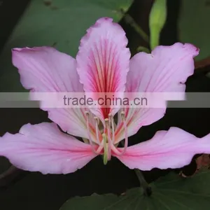 Bauhinia Variegata thumbnail-3