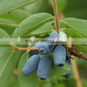 GMP Kosher Natural Lonicera Caerulea P.E Anthocyanidin thumbnail-2