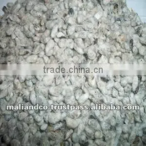 Cotton Seed thumbnail-1