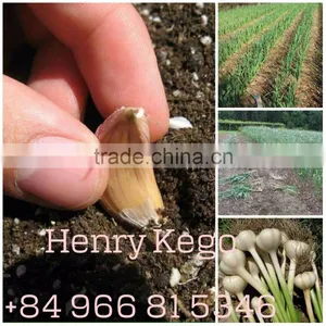 Fresh Garlic thumbnail-1