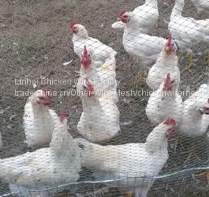Hexagonal Poultry Net Wire Fence thumbnail-3
