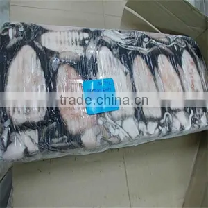 Superior Quality Squid Tube Importer thumbnail-1