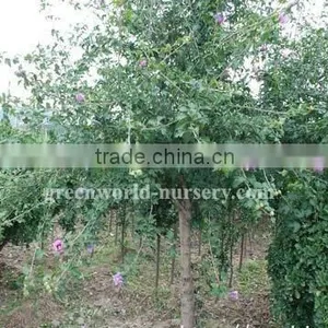Hibiscus Syriacus Project Trees thumbnail-1