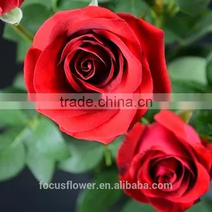 2016 Kunming Fresh Cut Flowers Fresh Cut Roses Wholesale Price thumbnail-3