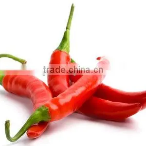 Fresh Hot Red Chili Exporting to China thumbnail-2