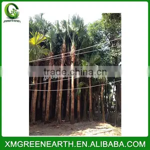 Livistona Chinensis Palms High Trunk (1) thumbnail-1