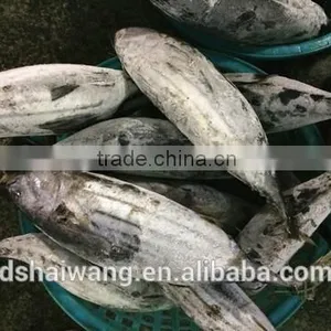 Frozen Seafood Skipjack Tuna Fish Sale With Size 300 - 750g + thumbnail-5