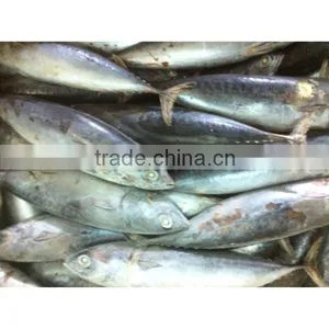 Frozen Bonito Tuna thumbnail-4