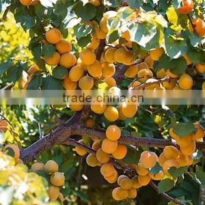 Apricots thumbnail-3