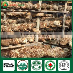 Mushroom Seller Fresh Dried Shiitake Mushroom Growing Log Shiitake Mushroom Spawn for Mushroom Farm thumbnail-6