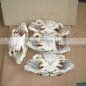 Frozen Blue Swimming Crab for Sale thumbnail-4