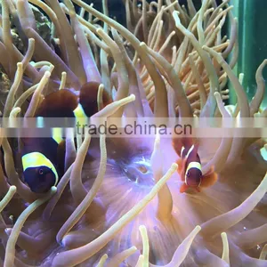 60-80cm Marine Tank Led Aquarium Light Progammbale Dimmable 4 Channels Control thumbnail-5