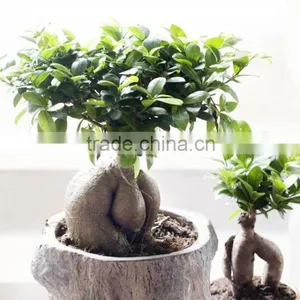 Flowers With Plants for Home Money Tree With Cheap Price thumbnail-1