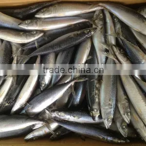 New Fishing 200-300g WR Frozen Mackerel for Market thumbnail-1