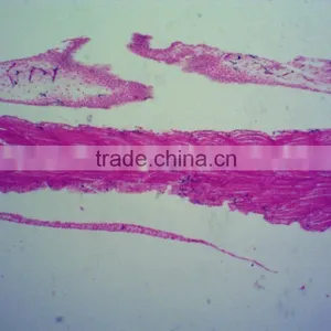 Biology Chick Embryo Microscope Slides thumbnail-5
