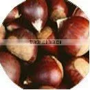 Chinese Chestnut thumbnail-1